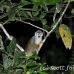 monkey_squirrel_common_la_h_1457_ecu3648.jpg